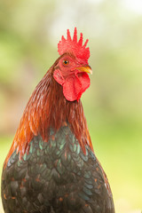 Wild rooster Chicken on Maui