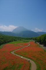 ポピーの花畑と雲仙普賢岳　初夏の風景