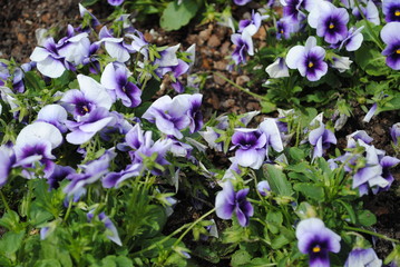 Violet Flowers