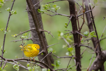 American Yellow Warbler