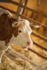 cute, clean, healthy and happy cow in a barn, relaxing in fresh straw, beautiful yellow sunlight,...