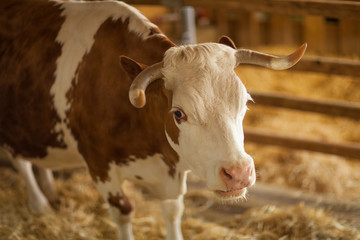 cute, clean, healthy and happy cow in a barn, relaxing in fresh straw, beautiful yellow sunlight, can be used as background