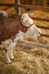 cute, clean, healthy and happy cow in a barn, relaxing in fresh straw, beautiful yellow sunlight,...