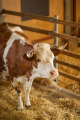 cute, clean, healthy and happy cow in a barn, relaxing in fresh straw, beautiful yellow sunlight,...