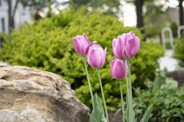 Pink tulips in a garden