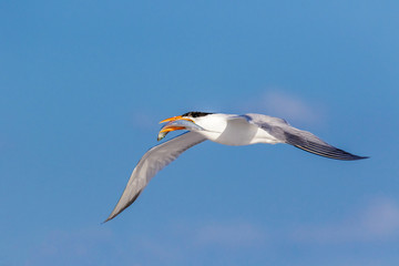 Tern flying with fish