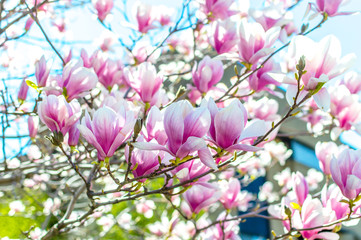 Fototapeta na wymiar Spring Chinese magnolia tree flowers in Montreal, Canada