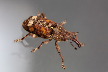 White Pine Weevil, Pissodes strobi, on Glass