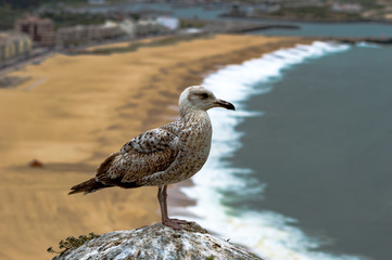 Gaivota em pose