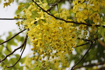 Beautiful Cassia Fistula Tree