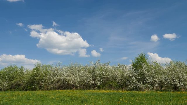 Blosoming apple fruit trees in orchard in springtime