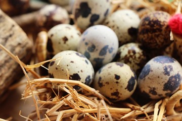 Quail eggs is delicious on wood background