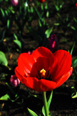 Red tulips