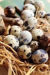 Obraz premium Quail eggs is delicious on wood background