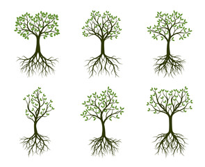 Set of green Trees with Leaves and root. Vector Illustration.