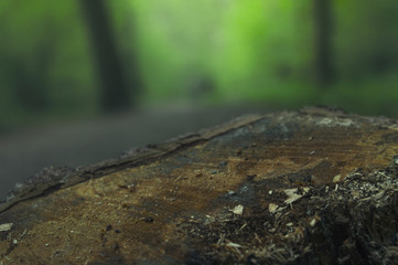 summer forest