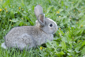 Little rabbit in green grass. Bunny in the meadow