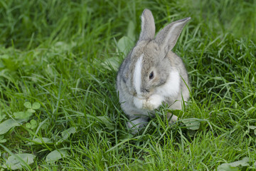Little rabbit is wash oneself. Bunny in the meadow