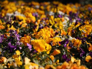 パンジーの花壇