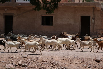 animales y naturaleza de jujuy
