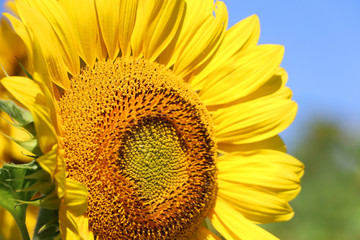 Beautiful summer nature background with sunflowers.  Sunflower in sunlight against blue sky close up. Shallow depth of field, focus on a seeds zone. Agriculture, agronomy and farming concept.