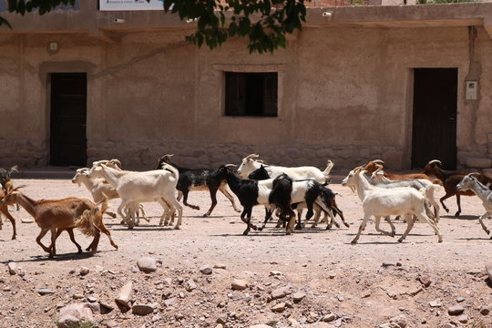 animales y naturaleza de jujuy