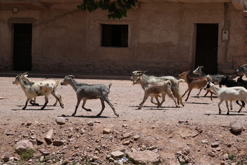 animales y naturaleza de jujuy