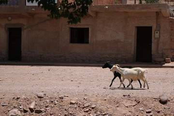 animales y naturaleza de jujuy