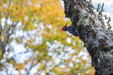 Conguillio National Park, considered by National Geographic as one of the best ten forest in the world is an amazing place for visiting during the Autumn Season. Here we can see a woodpecker bird.