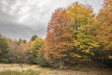 Conguillio National Park, considered by National Geographic as one of the best ten forest in the world is an amazing place for visiting during the Autumn Season when lots of colors come to Conguillio