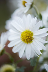 Fototapeta premium bouquet of flowers