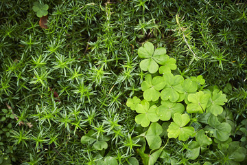 plants for sale in market