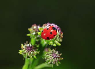 The beetles, close-up