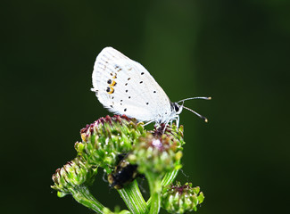 The butterfly close-up