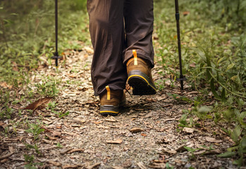 Fototapeta premium People trekking in the forest