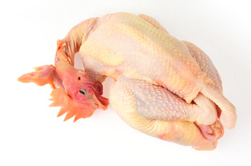 Chicken isolated on a white background
