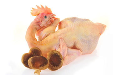 Chicken isolated on a white background