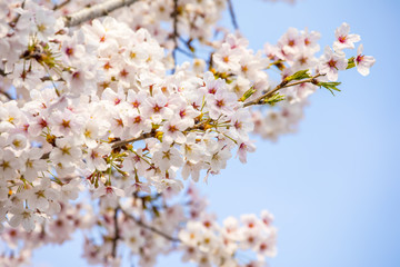 Sakura flowers