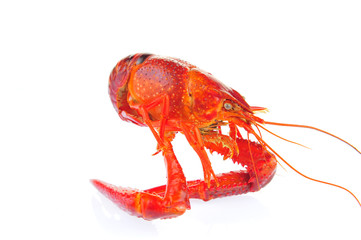 Lobster on a white background