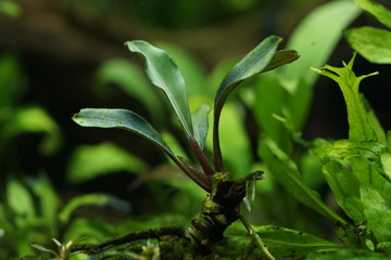 Bucephalandra chimera