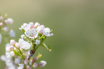 Flowering Pear Tree
