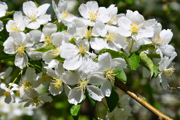 White flowers of the Apple-tree