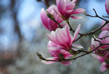 violet magnolia flower blossom in spring