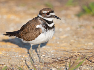 Killdeer