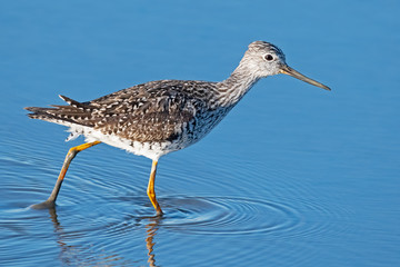 Greater Yellowlegs