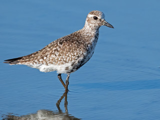Black-bellied Plover