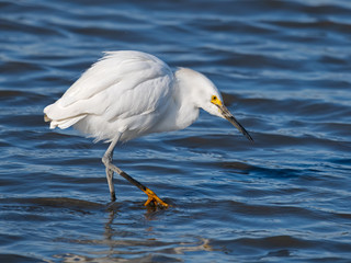 Snowy Egret