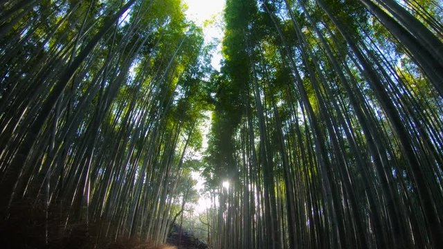 Bamboo Road, Arashiyama, Kyoto, Osaka, Japan. Muko-shi in Arashiyama. Low angle track shot.