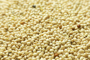 seeds, food for bird