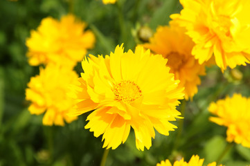 初夏の黄色い花